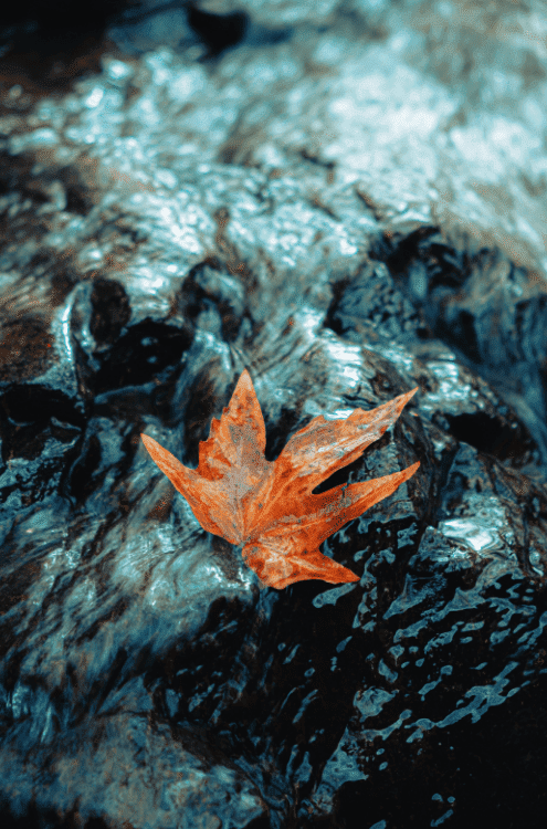 Leaf