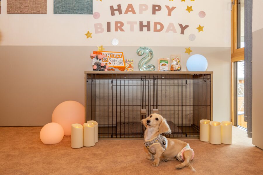 愛犬新プラン